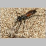 Arachnospila anceps - Wegwespe w004e 7-8mm mit Spinne - OS-Wallenhorst-Sandgrube-det.jpg